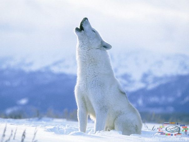 арктичний вовк